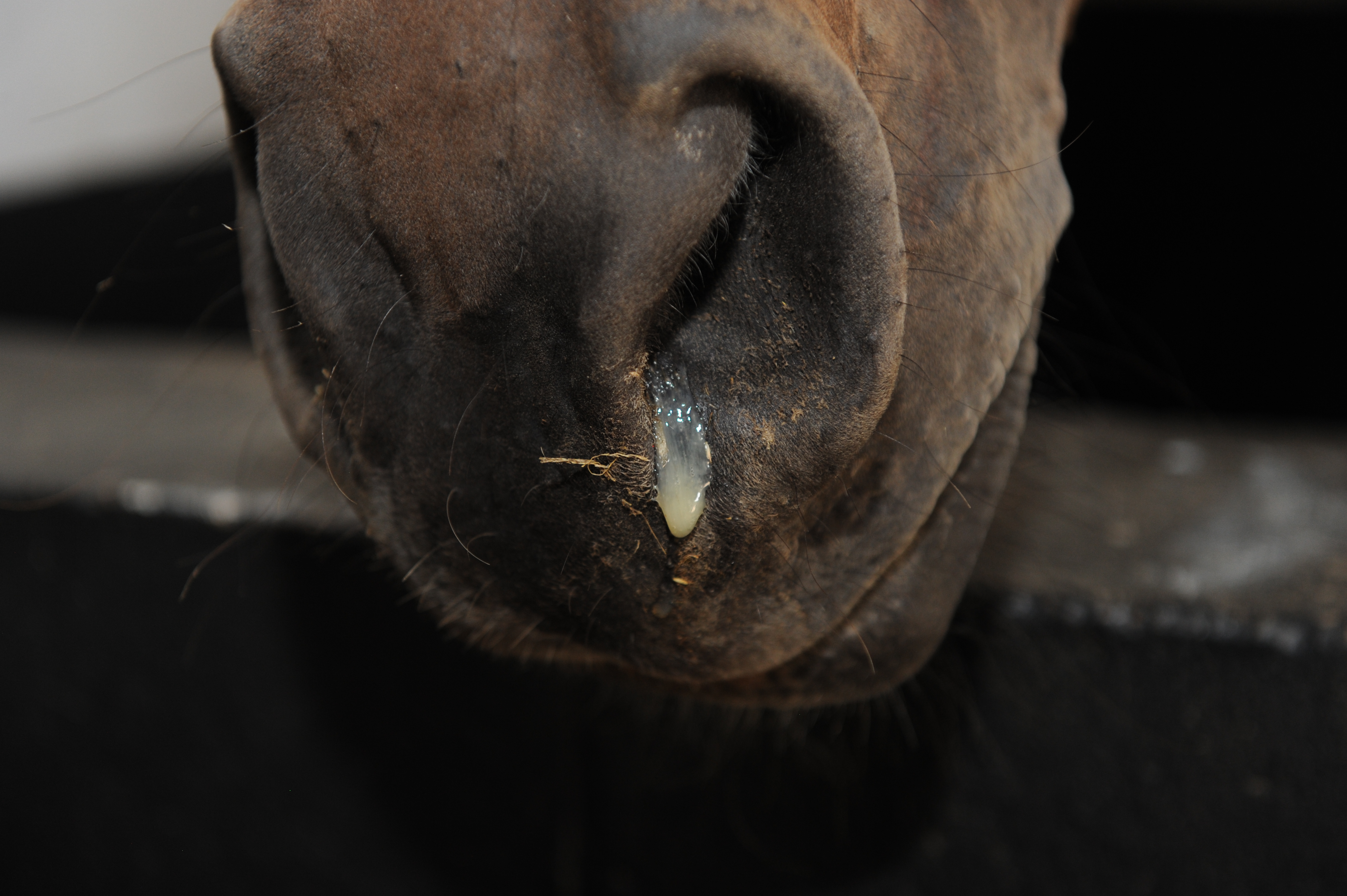 Equine viral and bacterial respiratory disease