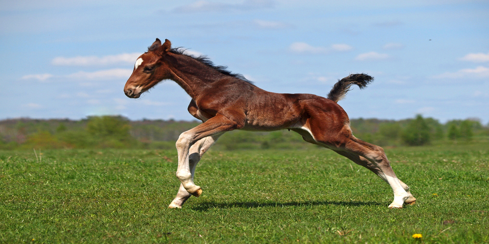 Yearling-Sales