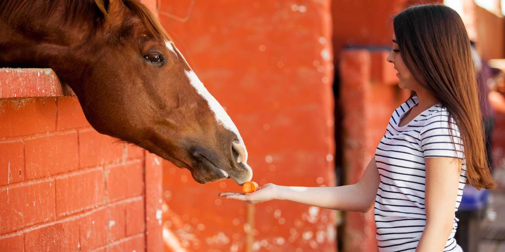 Why Do Horses Like Sugar Cubes 