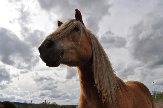 The 6 Most Common Horse Hoof Care Complaints