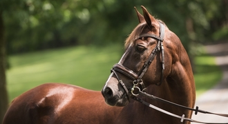 What Your Horse's Tail Tells You