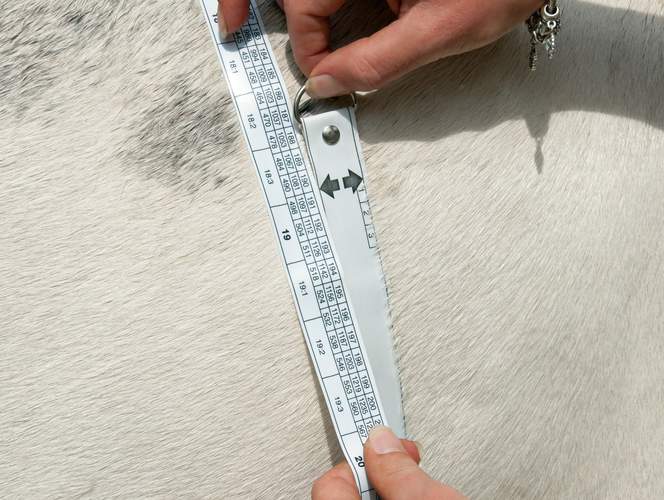 How To Measure Your Horse s Weight HorseDialog