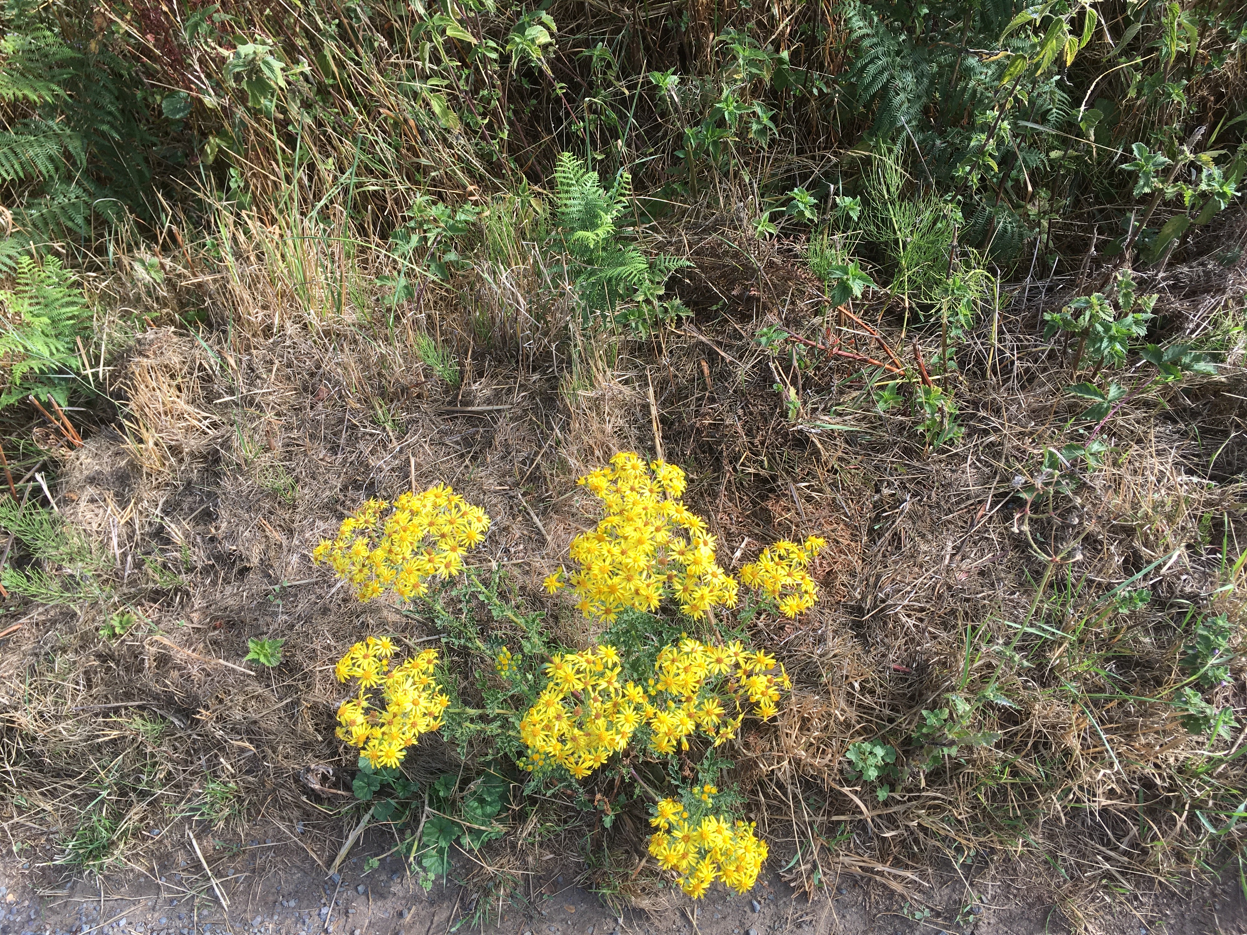 Ragwort