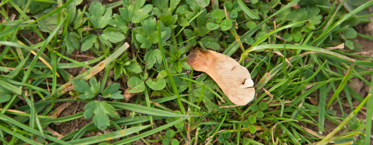 atypical myopathy sycamore seeds contain poison