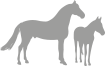 horse icon