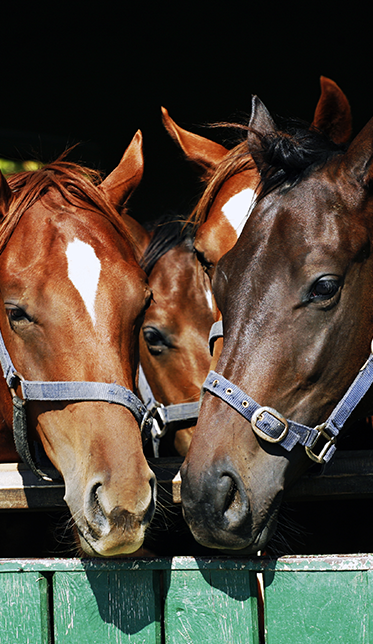 equine-herpes